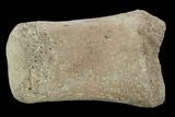 Hadrosaur Foot Bone - Alberta (Disposition #-) #100469-1